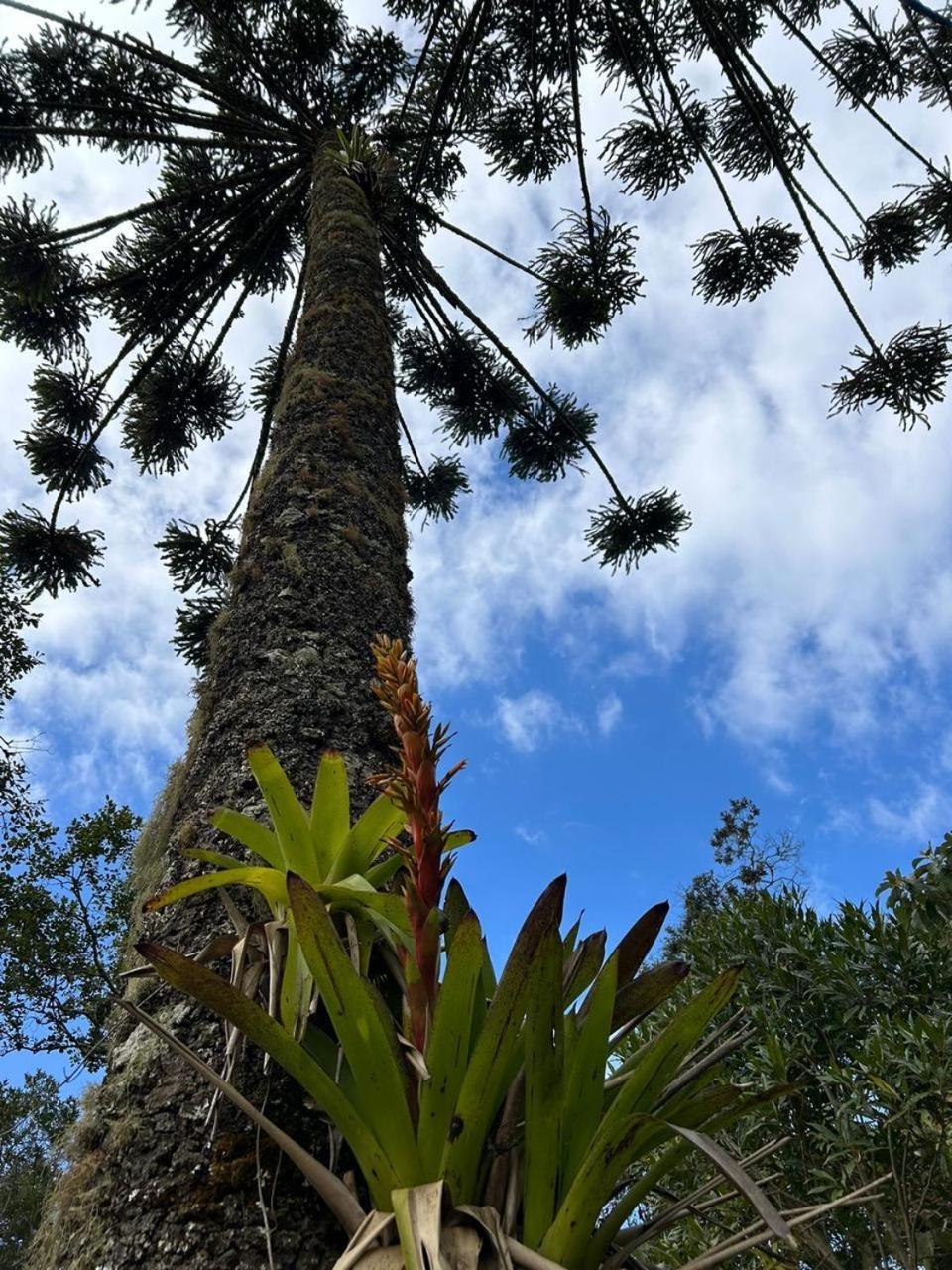 Alojamento Campos Do Jordao Chales